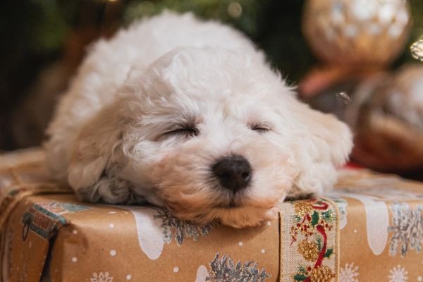 Santa Paws – Pet Photo with Santa