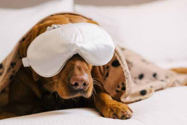 Winter Overnight Stay With Your Pet