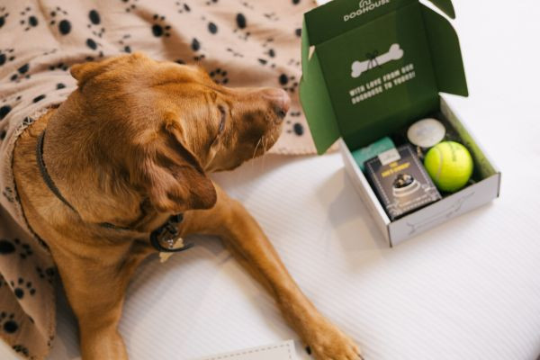 Woof Box