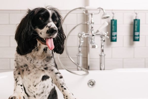 Winter Overnight Stay with your Pet